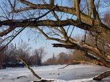 Hövel Dove Elbe Winter.jpg